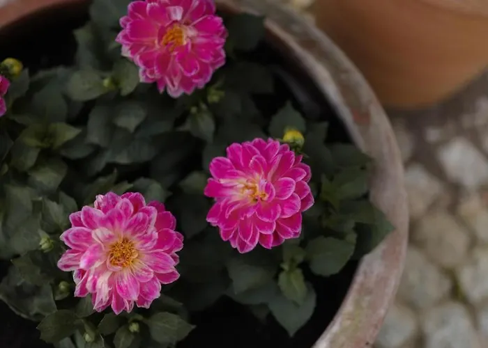 7 Stodola - Butikowy * Осек